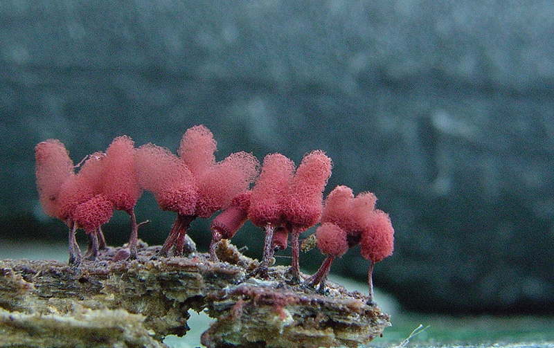 Arcyria denudata (L.)Wetts.